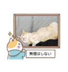 保護猫のほっこりスタンプ（個別スタンプ：14）