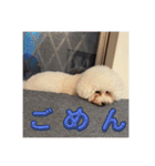 コロ助コロコロスタンプ（個別スタンプ：3）