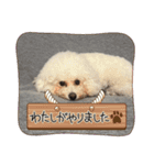 コロ助コロコロスタンプ（個別スタンプ：9）