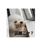 コロ助コロコロスタンプ（個別スタンプ：16）