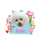 ♪Bichon Aniちゃん♪（個別スタンプ：1）