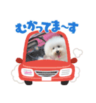 ♪Bichon Aniちゃん♪（個別スタンプ：2）