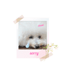 ♪Bichon Aniちゃん♪（個別スタンプ：3）