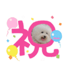 ♪Bichon Aniちゃん♪（個別スタンプ：5）