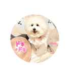 ♪Bichon Aniちゃん♪（個別スタンプ：8）