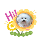 ♪Bichon Aniちゃん♪（個別スタンプ：10）