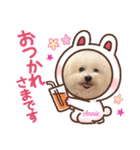 ♪Bichon Aniちゃん♪（個別スタンプ：12）