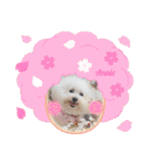 ♪Bichon Aniちゃん♪（個別スタンプ：15）