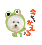 ♪Bichon Aniちゃん♪（個別スタンプ：24）