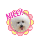 ♪Bichon Aniちゃん♪（個別スタンプ：31）