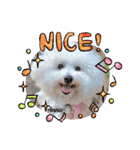 ♪Bichon Aniちゃん♪（個別スタンプ：32）