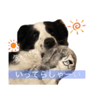 ボーダーコリーのLUCY 日常スタンプ（個別スタンプ：3）