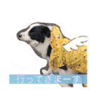 ボーダーコリーのLUCY 日常スタンプ（個別スタンプ：4）