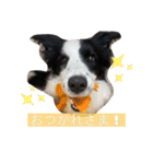 ボーダーコリーのLUCY 日常スタンプ（個別スタンプ：5）