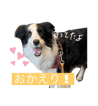 ボーダーコリーのLUCY 日常スタンプ（個別スタンプ：6）