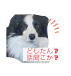 ボーダーコリーのLUCY 日常スタンプ（個別スタンプ：7）