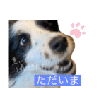 ボーダーコリーのLUCY 日常スタンプ（個別スタンプ：8）