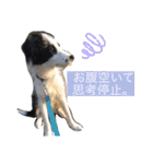 ボーダーコリーのLUCY 日常スタンプ（個別スタンプ：9）