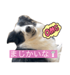 ボーダーコリーのLUCY 日常スタンプ（個別スタンプ：10）