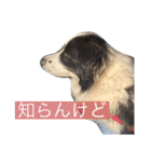 ボーダーコリーのLUCY 日常スタンプ（個別スタンプ：11）