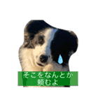 ボーダーコリーのLUCY 日常スタンプ（個別スタンプ：12）