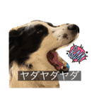 ボーダーコリーのLUCY 日常スタンプ（個別スタンプ：13）