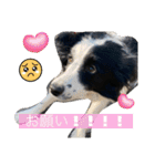 ボーダーコリーのLUCY 日常スタンプ（個別スタンプ：14）