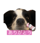 ボーダーコリーのLUCY 日常スタンプ（個別スタンプ：15）