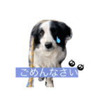 ボーダーコリーのLUCY 日常スタンプ（個別スタンプ：16）