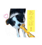 ボーダーコリーのLUCY 日常スタンプ（個別スタンプ：17）