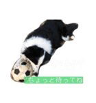 ボーダーコリーのLUCY 日常スタンプ（個別スタンプ：18）