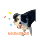 ボーダーコリーのLUCY 日常スタンプ（個別スタンプ：19）