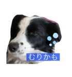 ボーダーコリーのLUCY 日常スタンプ（個別スタンプ：20）
