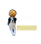 ボーダーコリーのLUCY 日常スタンプ（個別スタンプ：22）