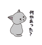 にゃんちょこりん(グレー猫)（個別スタンプ：3）