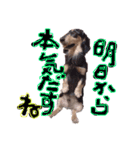 Mダックスらん＆うるら時々ねじ（個別スタンプ：1）