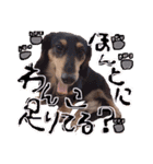 Mダックスらん＆うるら時々ねじ（個別スタンプ：4）