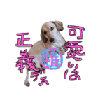 Mダックスらん＆うるら時々ねじ（個別スタンプ：12）