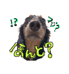 Mダックスらん＆うるら時々ねじ（個別スタンプ：14）