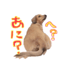 Mダックスらん＆うるら時々ねじ（個別スタンプ：16）