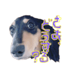 Mダックスらん＆うるら時々ねじ（個別スタンプ：18）