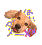 Mダックスらん＆うるら時々ねじ（個別スタンプ：20）