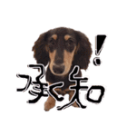 Mダックスらん＆うるら時々ねじ（個別スタンプ：27）