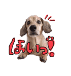 Mダックスらん＆うるら時々ねじ（個別スタンプ：28）
