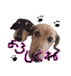 Mダックスらん＆うるら時々ねじ（個別スタンプ：30）