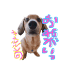 Mダックスらん＆うるら時々ねじ（個別スタンプ：31）