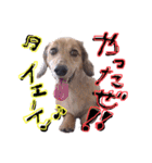Mダックスらん＆うるら時々ねじ（個別スタンプ：32）