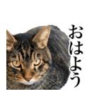 大きくて威厳に満ちた猫（個別スタンプ：1）