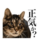 大きくて威厳に満ちた猫（個別スタンプ：3）