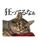 大きくて威厳に満ちた猫（個別スタンプ：4）